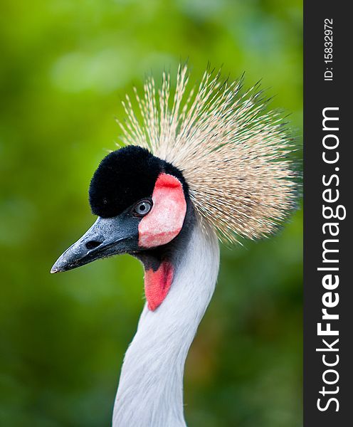 A closeup of an crane head