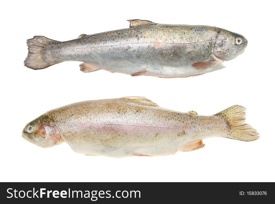 Two rainbow trout isolated on white
