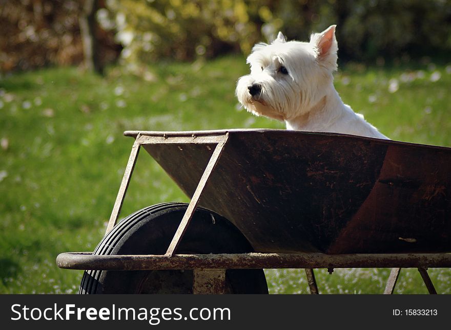 Dog in cart