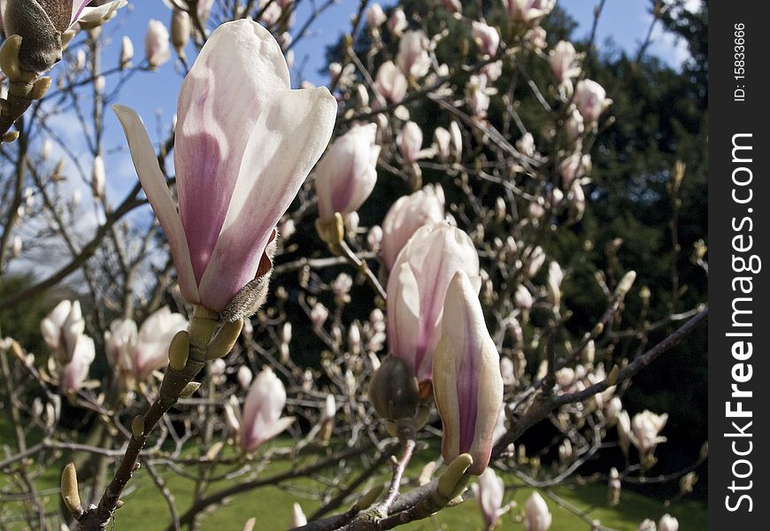 Close up of Magnolia Blossom