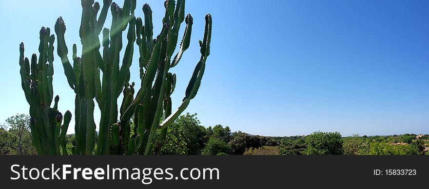 Panoramic Cactus And Field