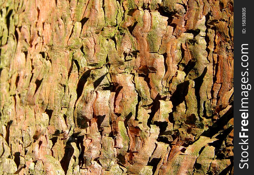 Detail photo texture of the pine bark background