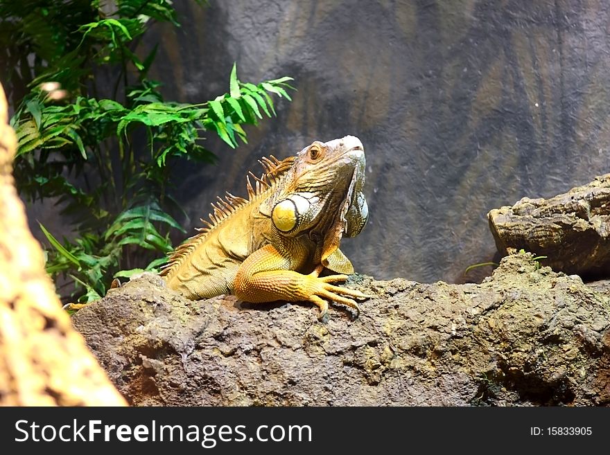 An iguana is sitting on a tree