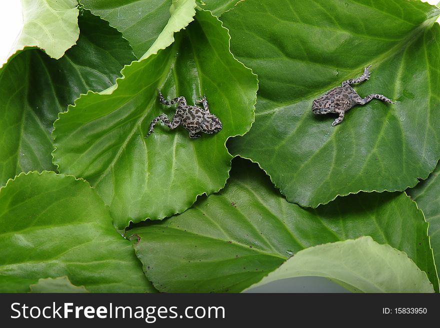Two grey frogs on big green leaves