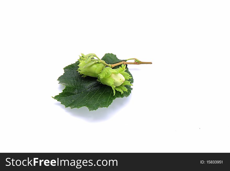 Two green hazelnuts on two hazeltree leaves