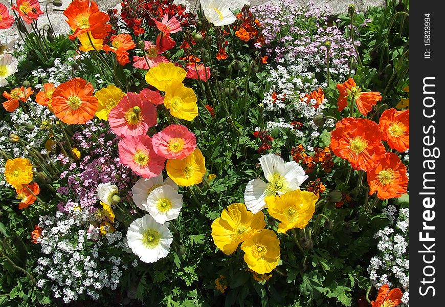 Colourfull flowers under the summer sun. Colourfull flowers under the summer sun