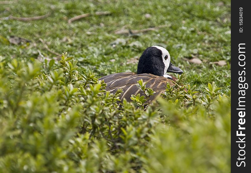 White Faced Duck