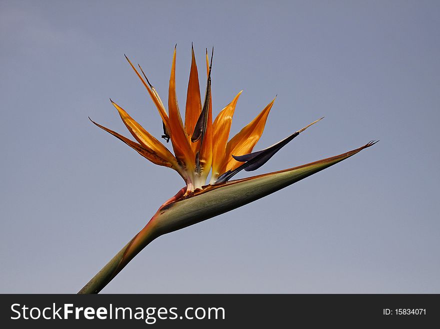 Strelitzia reginae, Crane Lily or Bird of Paradise flower from Germany, Europe
