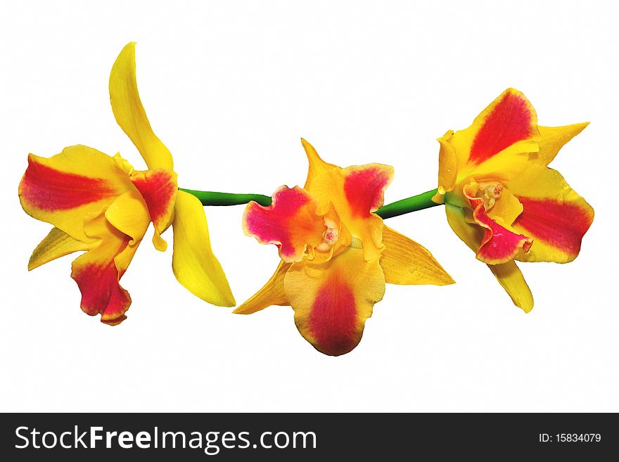 Close up of a beautiful blooming Orange Spotted Lip Cathley orchid, isolated on white