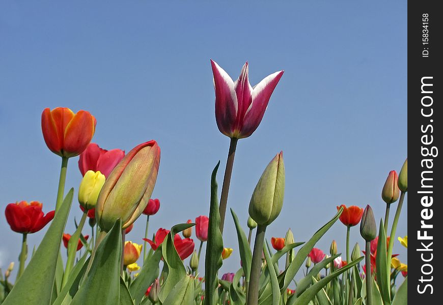 Mixed Tulips in spring, Germany, Europe