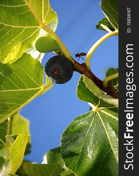 Close view of some figs on the tree and a bee. Close view of some figs on the tree and a bee