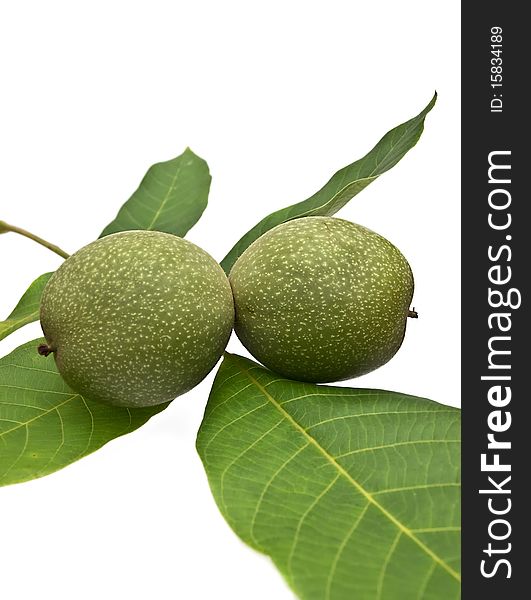 The fruits of walnut, isolated on white