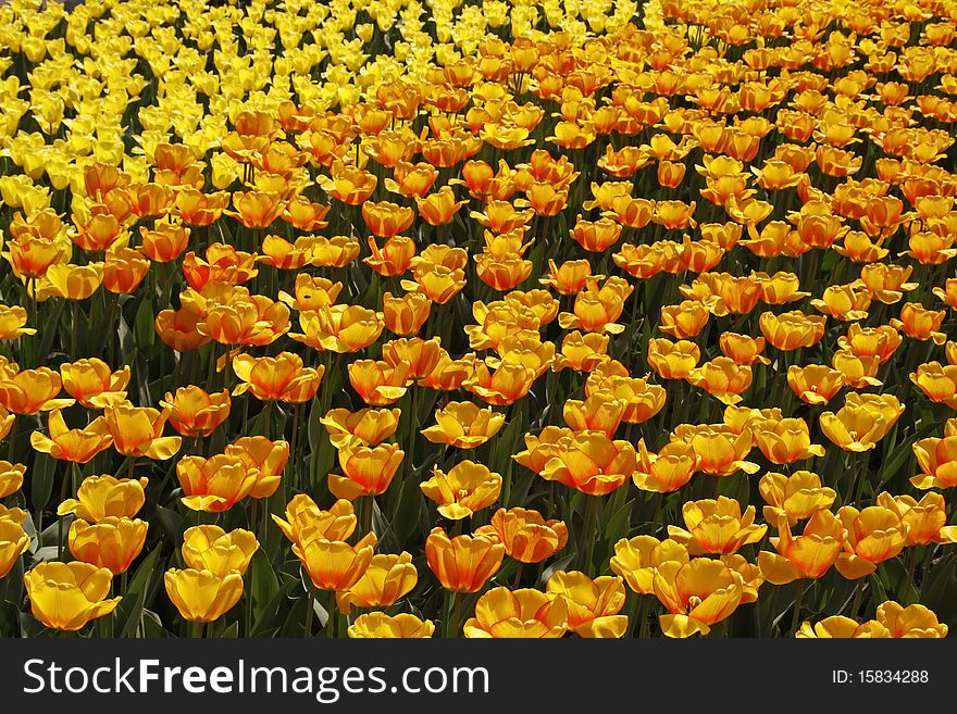 Tulip field with orange and yellow spring flowers in the Netherlands, Europe. Tulip field with orange and yellow spring flowers in the Netherlands, Europe