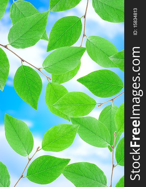 Green leafe  in sunny day on blue sky fone. Green leafe  in sunny day on blue sky fone.