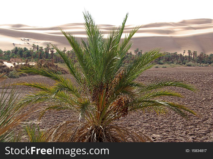 A palm tree in the desert of Libya, in Africa. A palm tree in the desert of Libya, in Africa