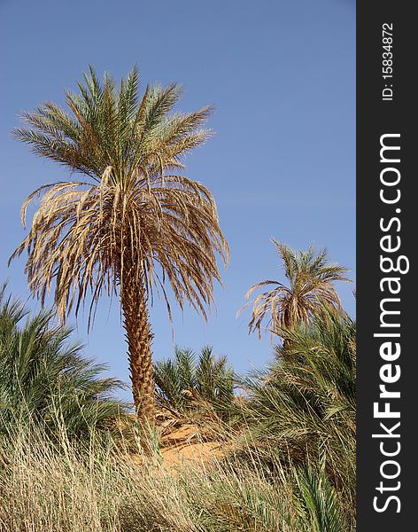 A palm tree in the desert of Libya, in Africa. A palm tree in the desert of Libya, in Africa