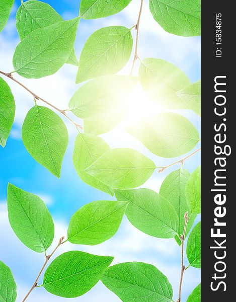 Green leafe  in sunny day on blue sky fone. Green leafe  in sunny day on blue sky fone.