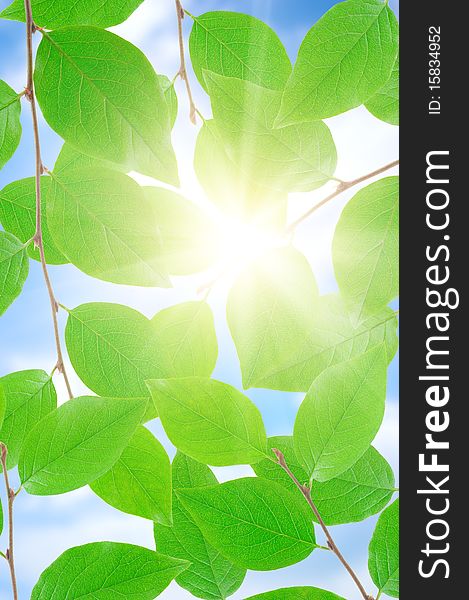 Green leafe  in sunny day on blue sky fone. Green leafe  in sunny day on blue sky fone.