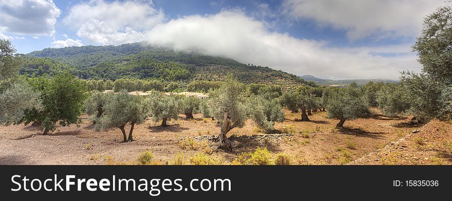 Wide panoramic view of special landscape at Majorca Island in Spain. Red soil, olive trees and clouds put on mountains. Wide panoramic view of special landscape at Majorca Island in Spain. Red soil, olive trees and clouds put on mountains