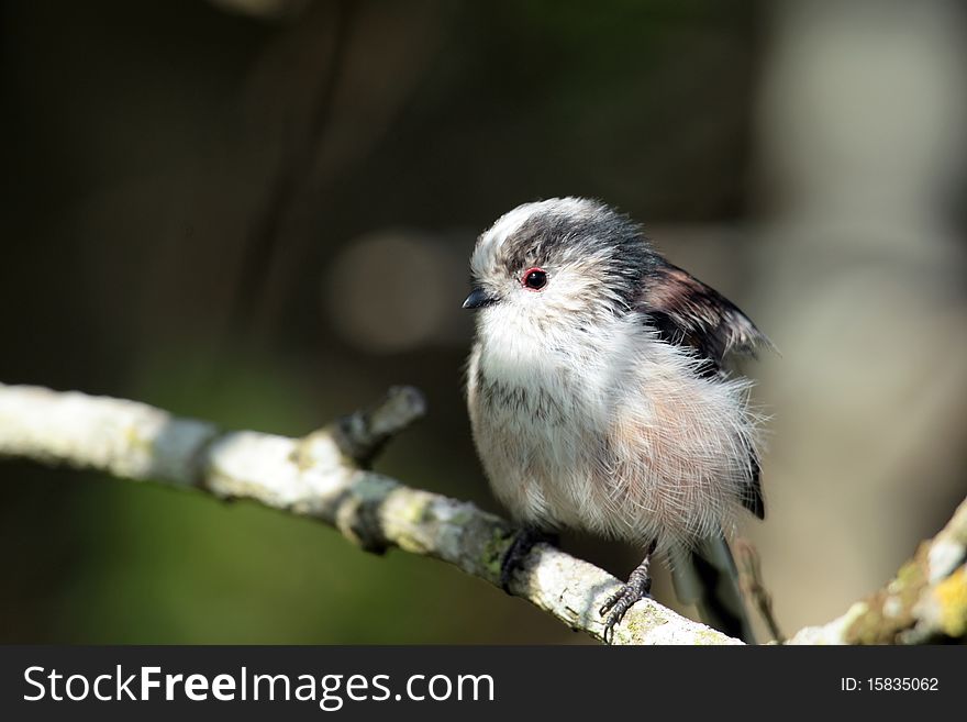 View of a longtail tit against a dark background. View of a longtail tit against a dark background.