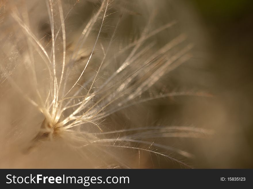 The dandelion seed head macro