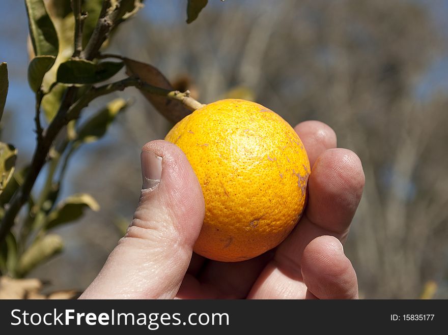 Hand holding an orange tree. Hand holding an orange tree