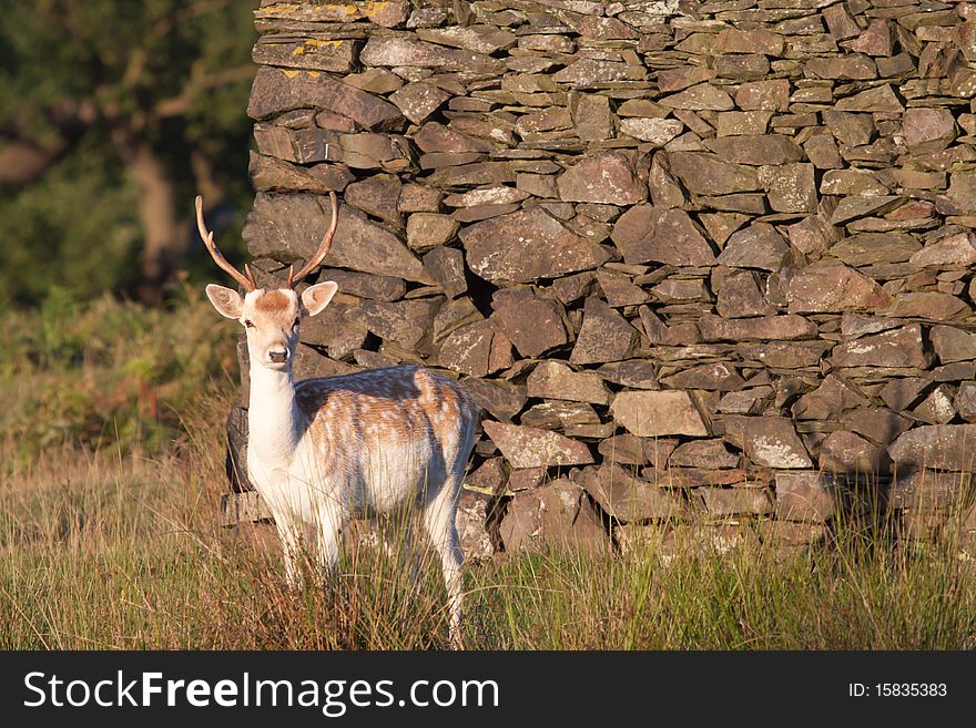 Watchfull young fallow deer buck in morning light