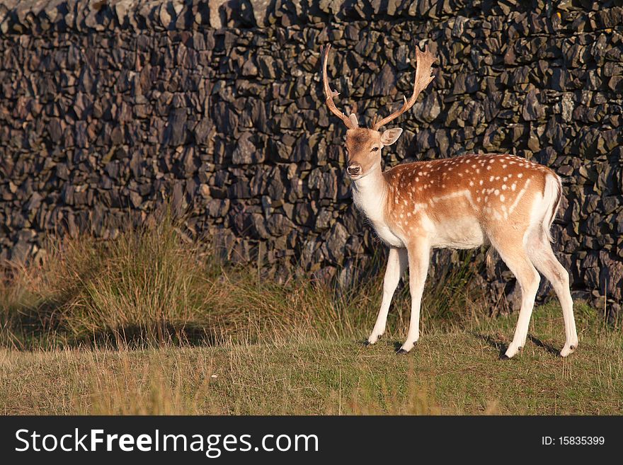 Adult fallow deer buck in morning light against a dry stone wall