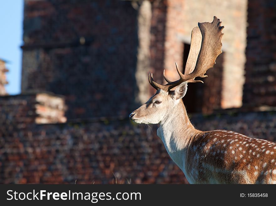 Adult fallow deer buck in the ruins of a historic monument