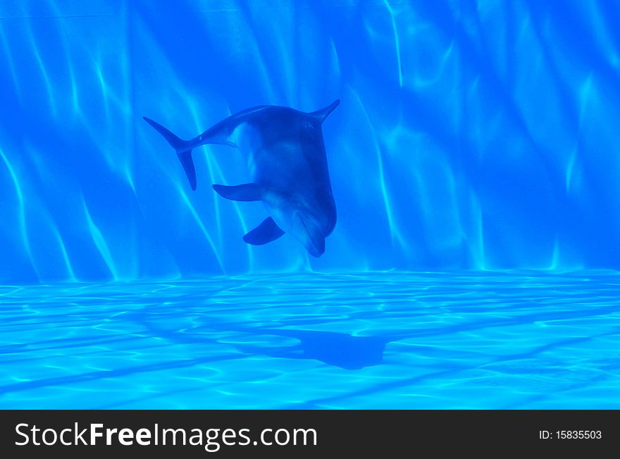 Dolphin Under Water