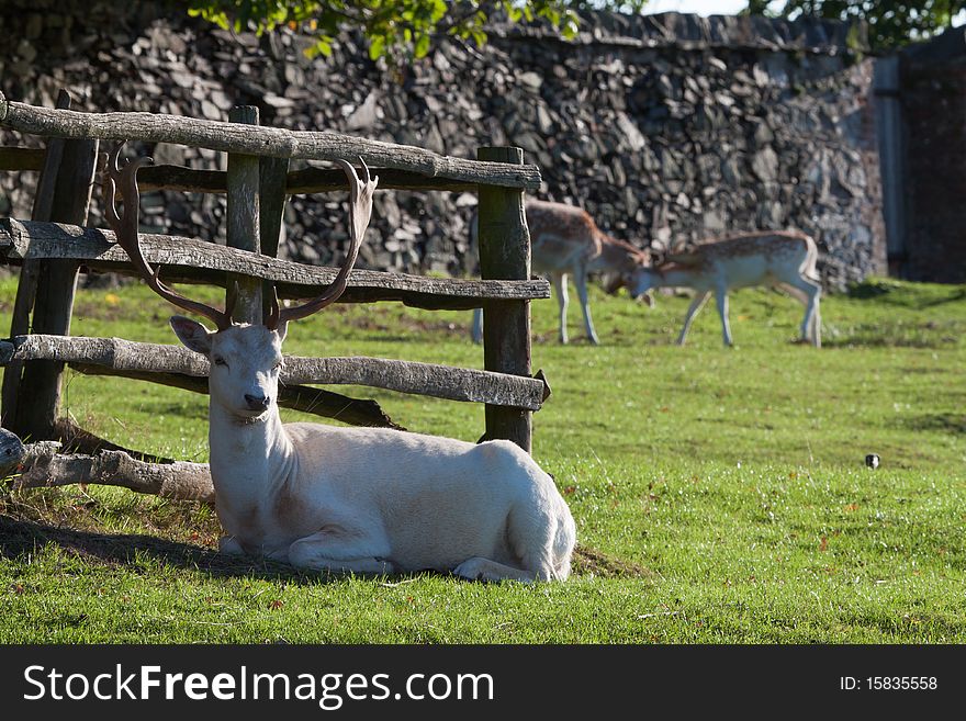 Adult Fallow Deer Buck Resting