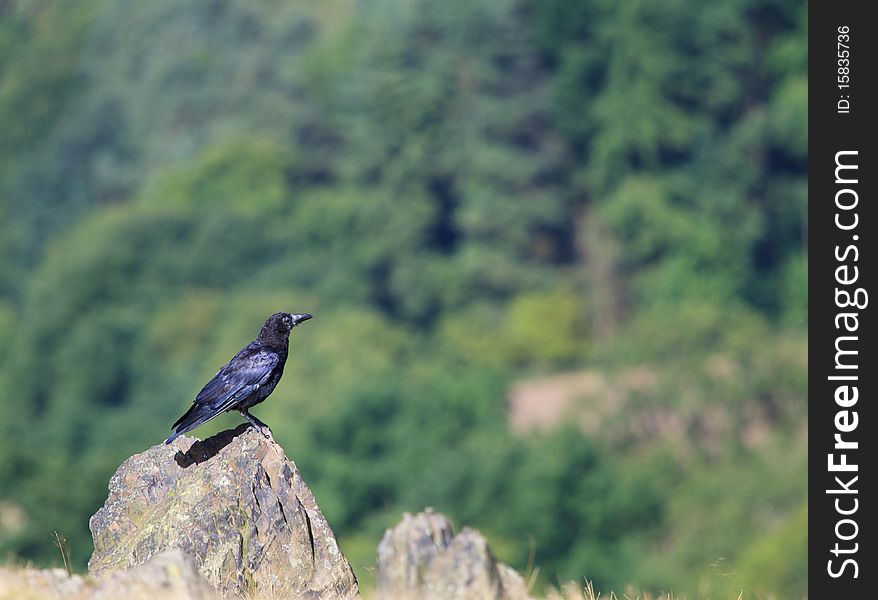 Rook, Corvus frugilegus, resting on a rock. Rook, Corvus frugilegus, resting on a rock