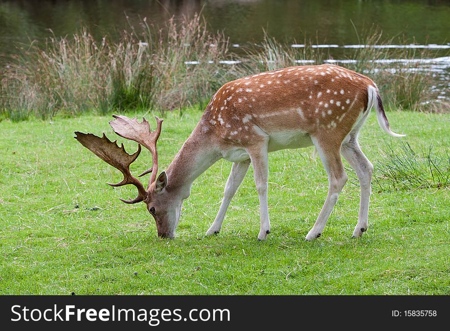 Adult fallow deer buck grazing near a river