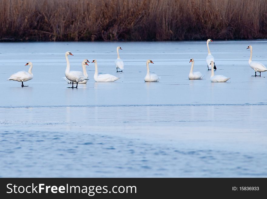 Swans Flock on Ice in winter. Swans Flock on Ice in winter