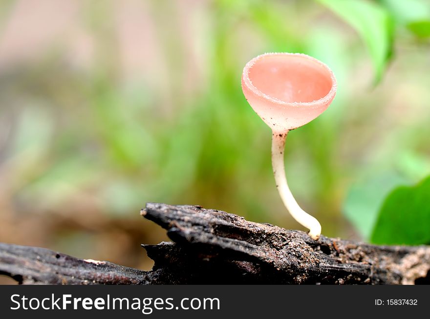 Champenge mushroom shot in nature.