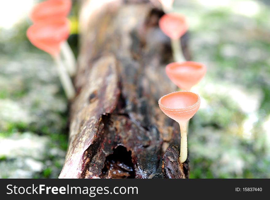 Champenge mushroom shot in nature.