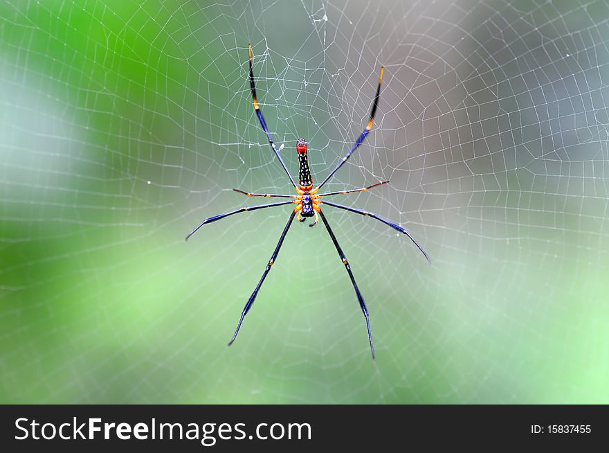 Big spider shot in nature.