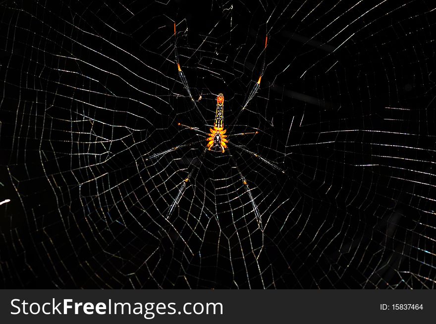 Big spider shot in nature.