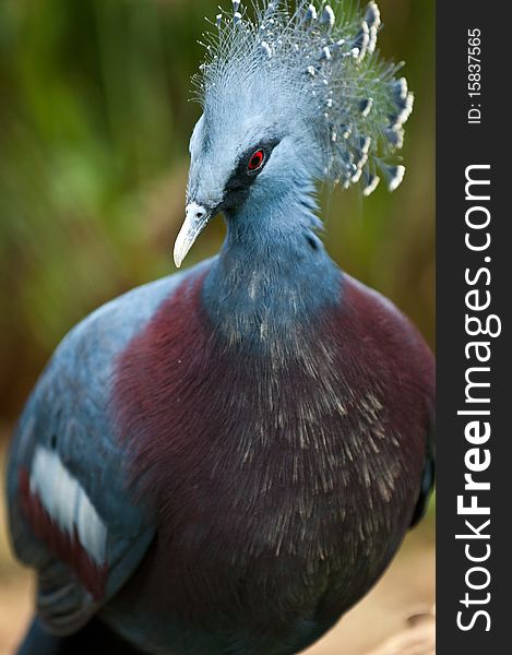 E Victoria Crowned Pigeon, Goura victoria, is a large, approximately 74cm (29 in) long and weighing up to 2.5 kg (5.5 lb), bluish-grey pigeon with elegant blue lace-like crests, maroon breast and red iris. E Victoria Crowned Pigeon, Goura victoria, is a large, approximately 74cm (29 in) long and weighing up to 2.5 kg (5.5 lb), bluish-grey pigeon with elegant blue lace-like crests, maroon breast and red iris.