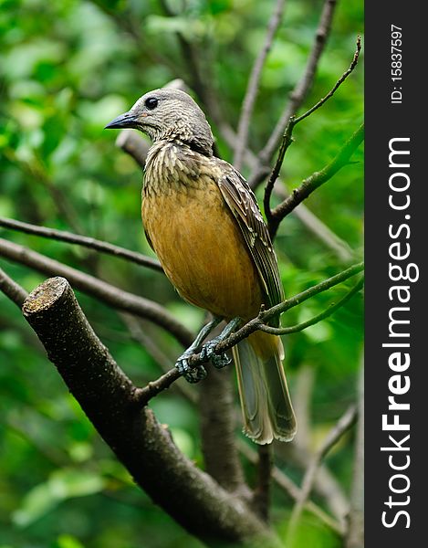 Female Black Bird on a branch