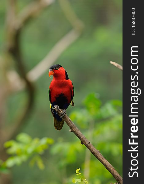 Red parrot sitting on a lone branch in the forest. Red parrot sitting on a lone branch in the forest.