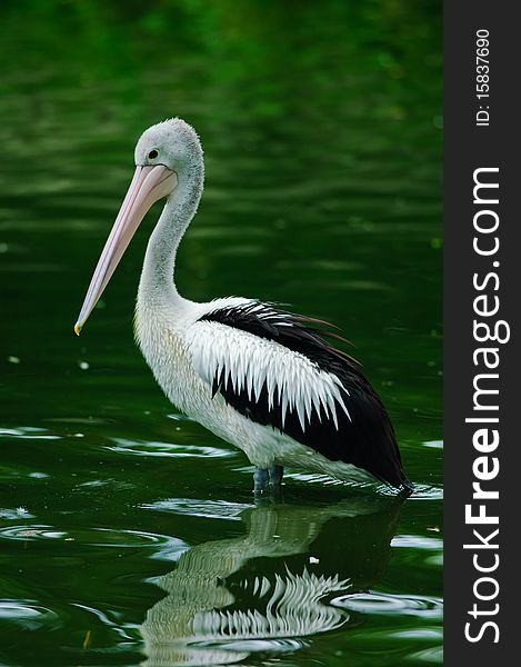 The Australian Pelican (Pelecanus conspicillatus) is a large water bird, widespread on the inland and coastal waters of Australia and New Guinea, also in Fiji, parts of Indonesia and as a vagrant to New Zealand.