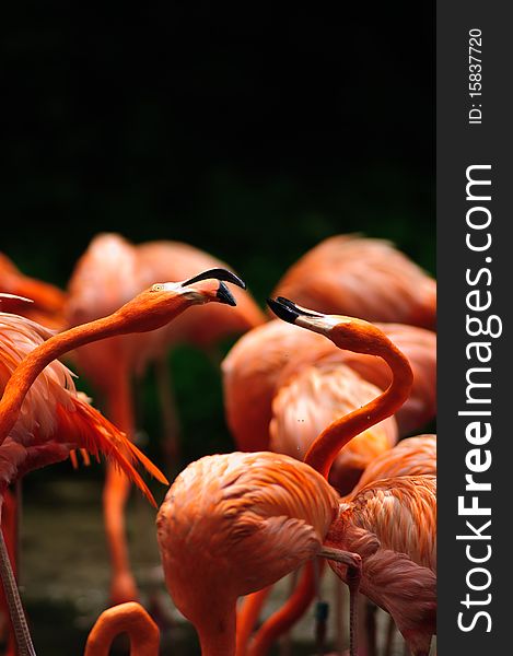 Caribbean Flamingo (Phoenicopterus ruber)