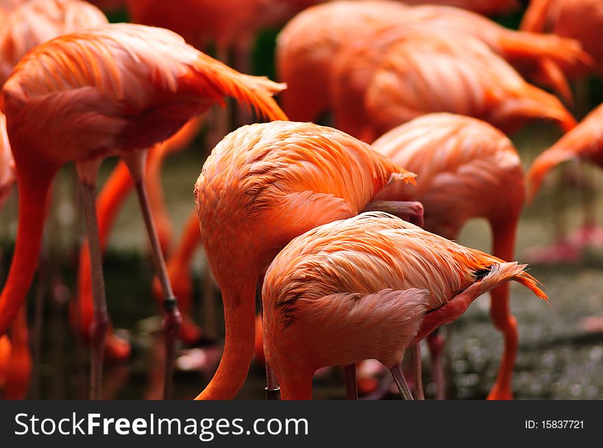 Caribbean Flamingo feeding