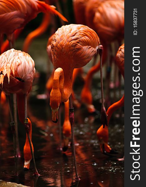 The Phoenicopterus ruber is a large species of flamingo closely related to the Greater Flamingo and Chilean Flamingo. It was formerly considered conspecific with the Greater Flamingo, but that treatment is now widely viewed (e.g. by the American and British Ornithologists' Unions) as incorrect due to a lack of evidence. The Phoenicopterus ruber is a large species of flamingo closely related to the Greater Flamingo and Chilean Flamingo. It was formerly considered conspecific with the Greater Flamingo, but that treatment is now widely viewed (e.g. by the American and British Ornithologists' Unions) as incorrect due to a lack of evidence.