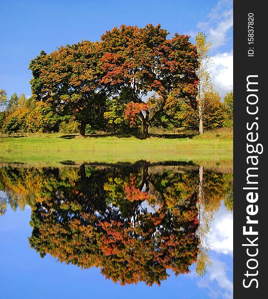 Autumn trees with reflecting in the water. Autumn trees with reflecting in the water