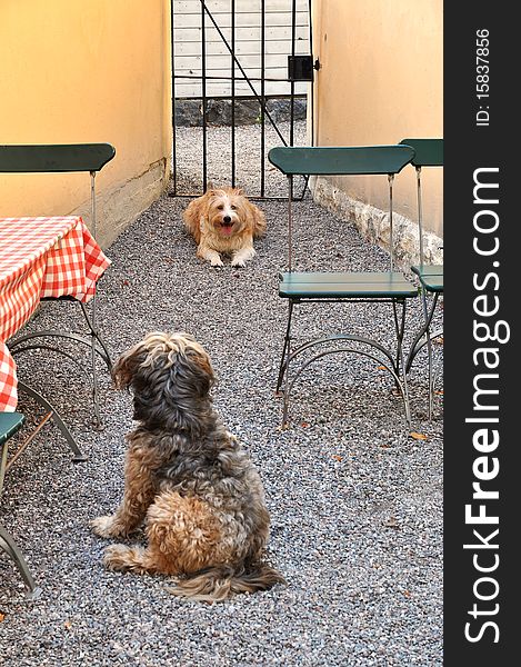 Two dogs. A tibetan terrier and one Podenco, in an old exercise yard at a former prison in Stockholm.