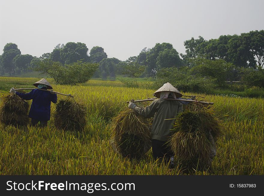 Women Carrying Sheaves Of Rice