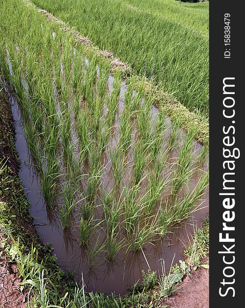 Close up view of a rice field full with water
