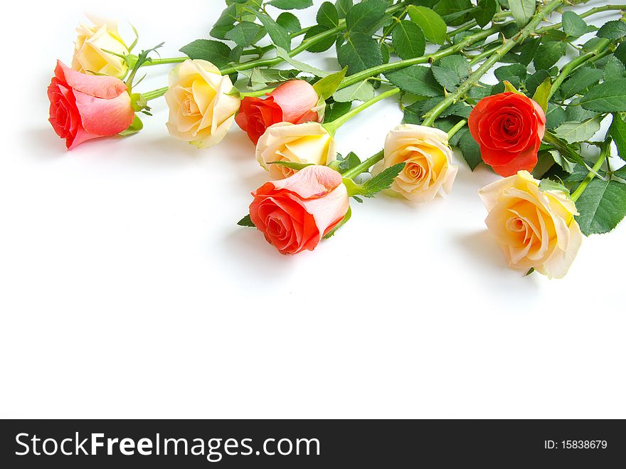 Red rose isolated on a white background